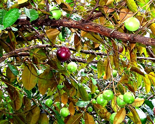 Star Apples on Tree